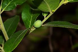 Image result for Mystroxylon aethiopicum