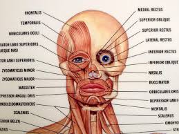 For my character, i want veins running up the neck and face, i want some to be protruding and others to be subtle, i want these to look realistic and run human leg muscles diagram leg muscle chart gosutalentrankco. Muscles Of The Face Sablon