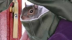 Find out their care, feeding, housing and handling, including a few fun facts about how they actually fly. Rescued Squirrel Takes Over Room In Woman S House Bbc News
