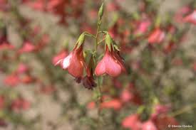 Image result for Hermannia guerkeana