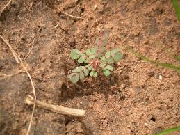 Image result for Biophytum umbraculum