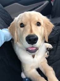 Anyone's puppy ever had clostridium perfringens type A? Very specific, I  know. Probably just us 🤦🏻‍♀️