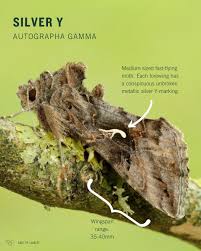 Image result for Autographa gamma