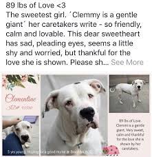 We are one of the recommended chow chow rescue organizations by the chow chow welfare committee of the national chow chow club. Clementine Pulled By Pet Adoption League Of Ny 10 16 18 To Die 10 16 18 Needs Help Staten Island New York Nyc Dogs Gentle Giant