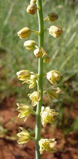 Image result for Eriospermum seineri