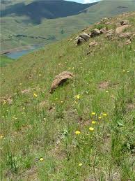 Image result for Helichrysum aureum