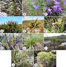 Image result for Velloziaceae