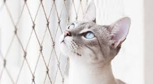 Wie bereite ich meine wohnung für eine katze vor? Katzenhaltung In Wohnungen Wohnnet At