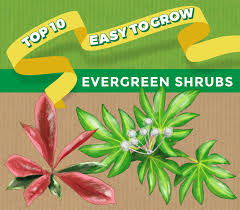 Flowering evergreen shrubs blossom seasonally and then stay green all year long. Top 10 Evergreen Shrubs Thompson Morgan