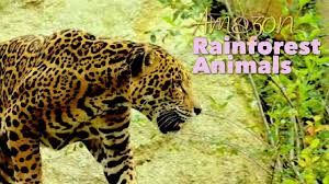 8 Most Dangerous Amazon Rainforest Animals Dangerous Amazon Rainforest Animals Amazon Rainforest Animals Rainforest Animals Jaguar Animal