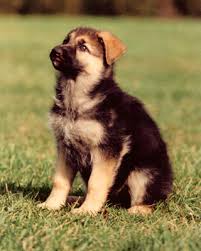 In general, our heart rates tend to first, know that it's normal for your child's heart rate to vary, according to the aha. Leerburg Breeding Whelping Puppies Q A
