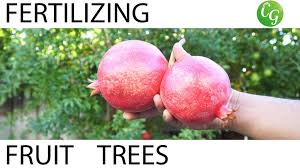 Cultivars pollination soil ph for fruit trees should be between 5.5 and 8.0, towards the lower end for apples, the higher end for peaches, and in the middle for others. How To Fertilize Fruit Trees Fertilizing Schedule Guide Fruit Trees Fertilizing Fruit Trees Planting Fruit Trees