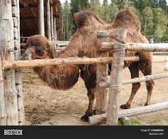 I mean male or female? Older Male Camel Image Photo Free Trial Bigstock