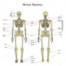 Pictures Human Skeletal System With Label Human Skeleton