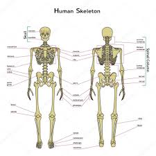 pictures human skeletal system with label human skeleton