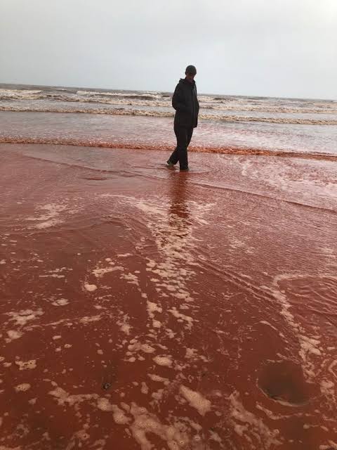 Incredible pictures as Devon beach turns blood red thanks to bizarre  phenomenon | Devon Live