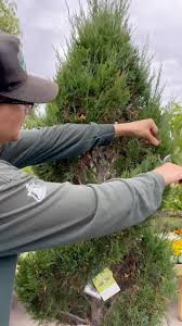 Image result for spiral cut juniper trees