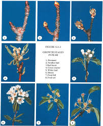 Seasonal changes, flowers, and fruit. Phases Of Pear Development Ornamental Pear Tree Fruit Trees Tree Care