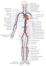 Graphics12 Png 1 244 1 760 Pixels Human Circulatory System Human Anatomy And Physiology Medical Anatomy