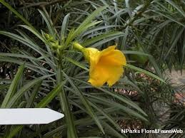 Image result for Cascabela