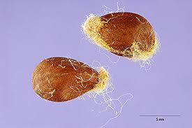 Image result for Gossypium barbadense