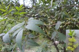 Image result for Zanthoxylum usambarense