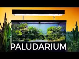 Guided Tour Of This Stunning Paludarium Youtube Aquarium Design Aquascape Diy Aquarium
