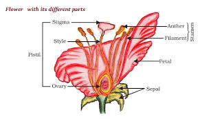 Hermaphroditism, the condition of having both male and female reproductive organs.hermaphroditic plants—most flowering plants, or angiosperms—are called monoecious, or bisexual. Biology Sexual Reproduction Tutorialspoint