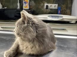 Umraniye Kedi Ilanlari