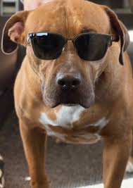 Yoshinobu Yamamoto just adopted a dog named Carlos 🤣🥹 “He's gentle and  loves a slow life. He loves naps, walks, and eating good food. I'm really  happy mi Carlitos is with me