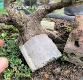 Ficus Racemosa #bonsaitree #bonsai #fblifestyle