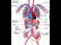 Image Associee Map