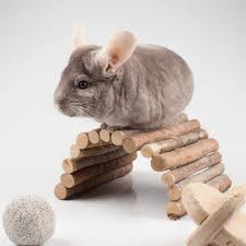 Hsk duschkabinenbau kg | drehtür mit seitenwand. Chinchilla Haltung Pflege Und Ernahrung Zooplus Magazin