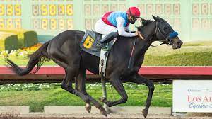 C'est le fils de mongolian changa et son propriétaire actuel est zedan racing stables inc. La6gctopslvdxm