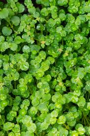 Image result for Chrysosplenium americanum