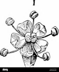 Image result for Montinia