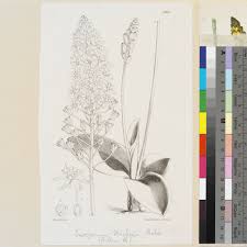 Image result for Eriospermum mackenii