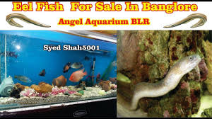 Eel Fish For Sale Angel Aquarium Banglore Eel Fishes For Sale India Aquarium Sharks Shark Fishing Aquarium