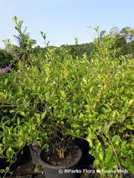 Image result for Volkameria