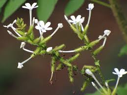 Image result for Plumbago zeylanica