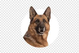 The great dane shepherd mix is considered a designer dog (and not a unique breed in itself). German Shepherd Boxer Great Dane Australian Shepherd Siberian Husky Puppy Animals Carnivoran Pet Png Pngwing