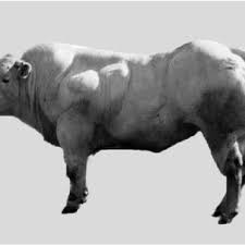 Belgian Blue Cattle Deletions In The Myostatin Gene Of These Animals Download Scientific Diagram