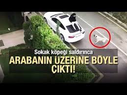 Sokak Kopegi Saldirinca Arabanin Uzerine Cikti Kopek Gencler Araba