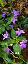 Image result for Barleria crassa