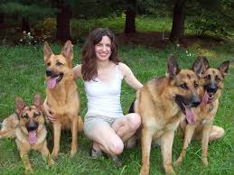 How to Adopt a German Shepherd
