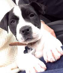 Lancaster puppies has old english bulldog, olde english bulldogge mixes and english bulldog puppies for sale. American Bullador Labrador Retriever Mix Labrador Retriever Puppies And Kitties
