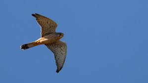 El cernícalo (falco sparverius cinnamominus), presente desde atacama hasta tierra del fuego ; Cernicalo Guia De Aves