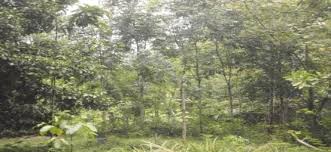 Hasil dari inventarisasi hutan digunakan sebagai bahan pertimbangan perencanaan dan pengelolaan hutan, oleh karena itu kegiatan ini. Https Media Neliti Com Media Publications 236014 Pengelolaan Kolaborasi Hutan Pendidikan C267bd04 Pdf