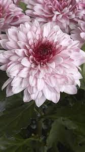 Chrysant Gepl Pip Pretty Flower Farm Chrysanthemum Flowers