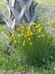 Image result for Eugenia aschersoniana